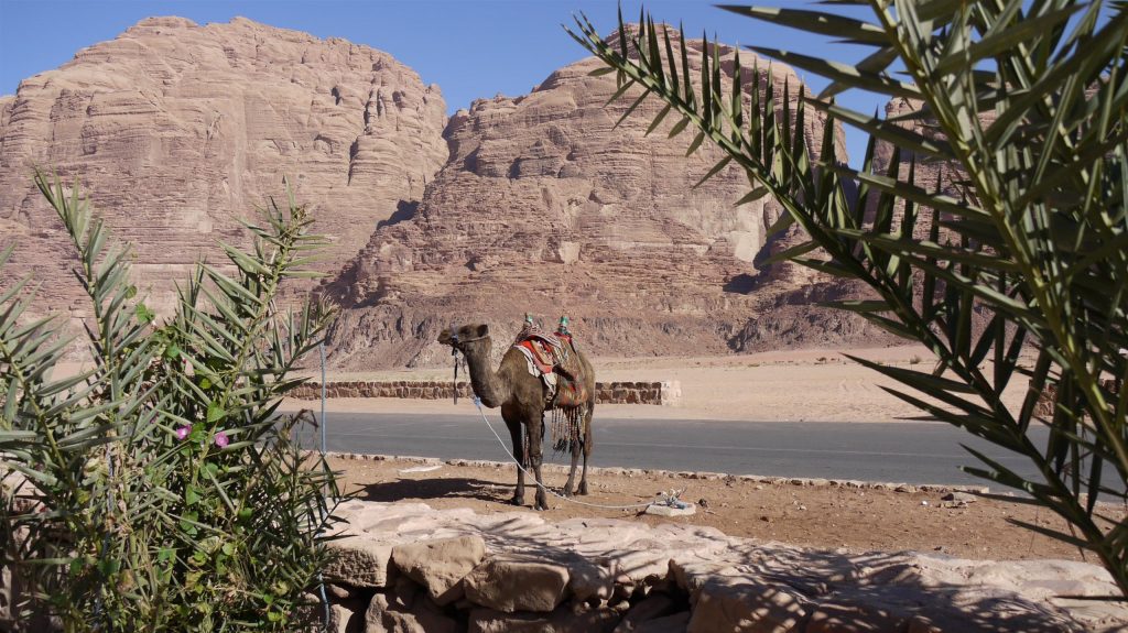 Dromedar-Parkplatz, Wadi Rum