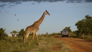 Langhälse unterwegs, Massai Mara