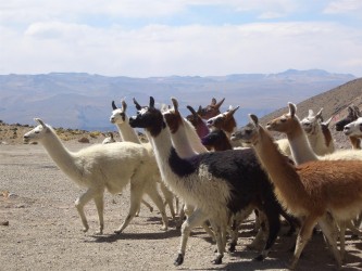 Lamas, Colca Tal