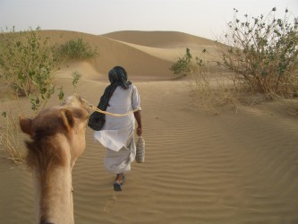 Dromedartour in der Wüste Thar, Jaisalmer
