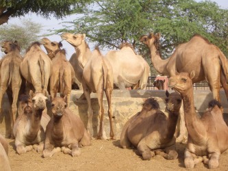 Dromedarfarm, Bikaner