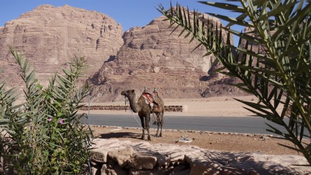 Dromedar-Parkplatz, Wadi Rum