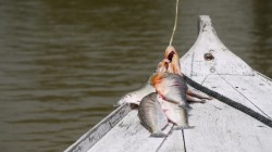 Fangfrische Piranhas am Rio Puraquequara, Brasilien