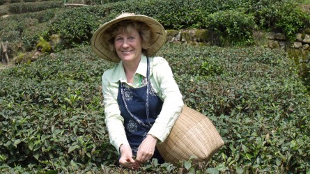 Herta bei der Teeernte