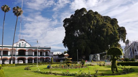 Árbol del Tule, 1400-1660 Jahre alte Mexikanische Sumpfzypresse