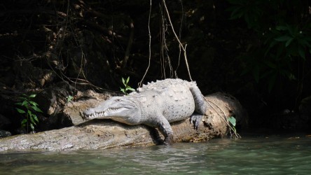Tierleben im Cañón del Sumidero, Chiapas