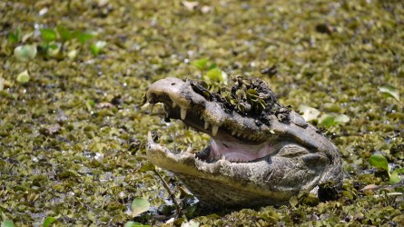 Kaiman im Lodgeteich, Araras Lodge, Pantanal