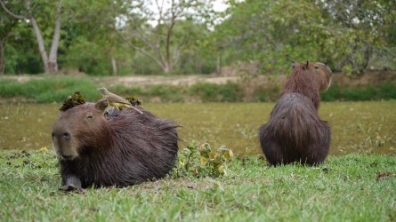 Capybaras, Araras Lodge, Pantanal