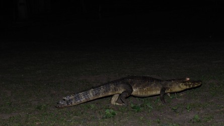 Nächtlicher Besucher vor unserem Zimmer, Araras Lodge, Pantanal