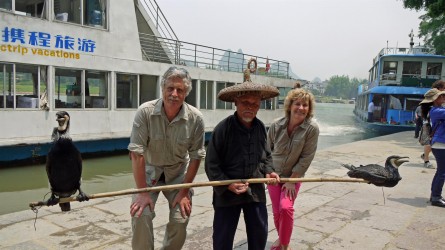 Kormoran-Fischer, Yangshuo