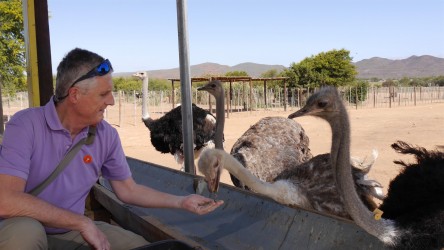 Straußenfarm, Outshoorn