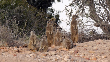 Erdmännchen, Buffelsdrift