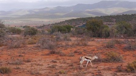 Buffelsdrift Game Lodge, Outshoorn