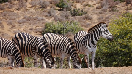 Addo Elephant Nationalpark
