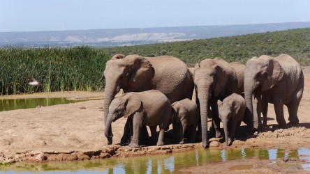 Addo Elephant Nationalpark
