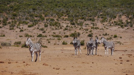 Addo Elephant Nationalpark