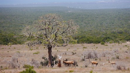 Addo Elephant Nationalpark