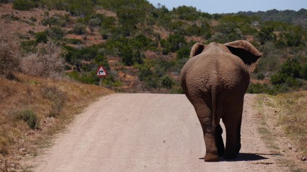 Addo Elephant Nationalpark