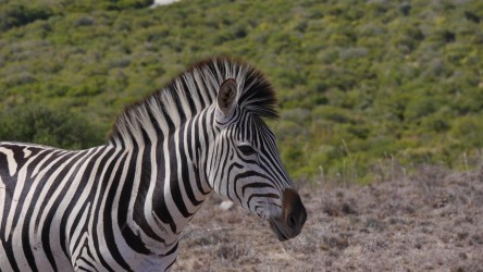 Addo Elephant Nationalpark