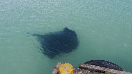 Rochen im Hafen von Struisbaai