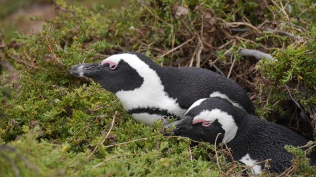 Betty's Bay Penguin Colony, Kogelberg