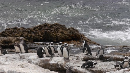 Betty's Bay Penguin Colony, Kogelberg