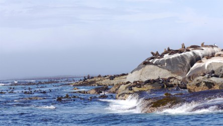 Robbeninsel Duiker Island vor Hout Bay