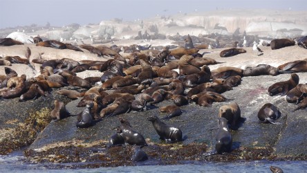 Robbeninsel Duiker Island vor Hout Bay