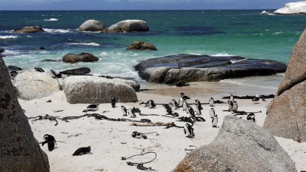 Pinguin-Kolonie Boulders Beach, Simon's Town