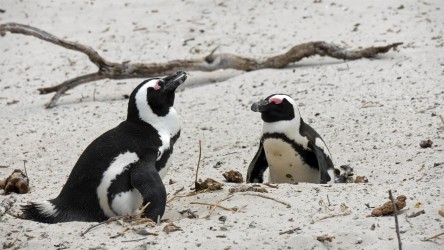 Pinguin-Kolonie Boulders Beach, Simon's Town