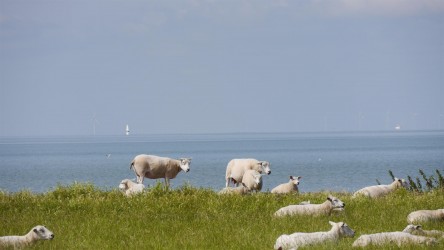 Ijsselmeer, Hindeloopen
