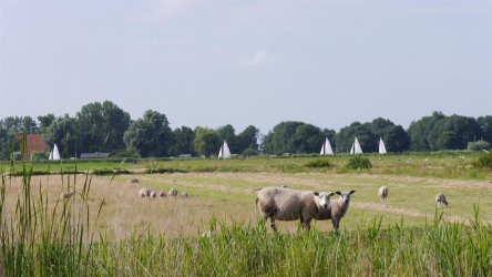 Schifffahrtskanal zwischen Schafweiden und Wäldchen