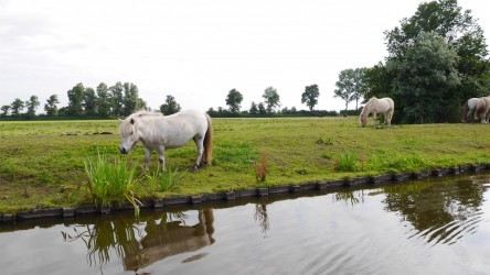 Bootsausflug rund um Heeg
