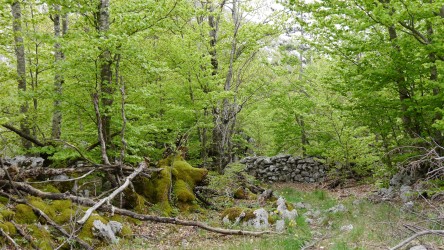 Durch den Feenwald, Veliko Rujno