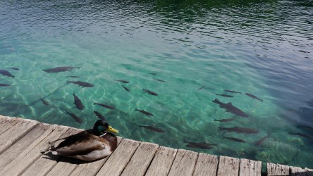 Am Bootssteg, Nacionalni park Plitvička jezera