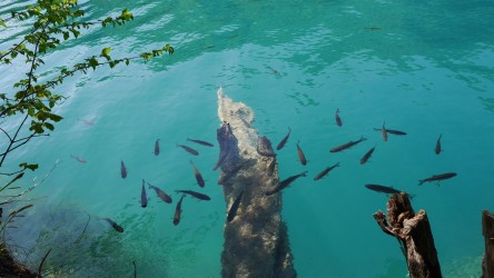 Glasklares Wasser der Plitvicer Seen