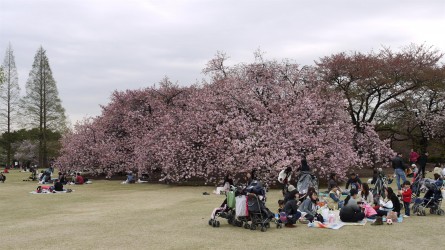 Kirschblüte, Shinjuku Garden