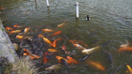 Goldfische im Zenpukuji Park