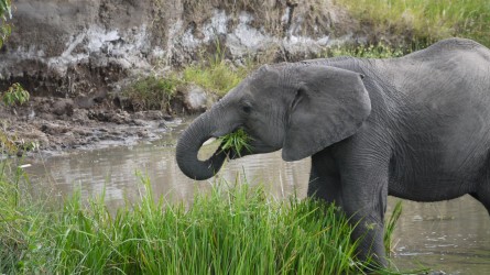 Jungelefant bei der Jause, Massai Mara