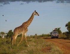 Langhälse unterwegs, Massai Mara