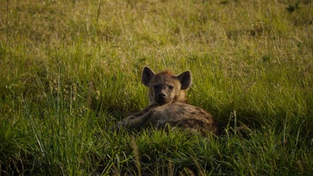 Hyäne, Massai Mara