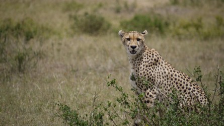Ein stolzer Bewohner der Massai Mara