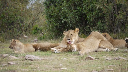 Familienrast, Massai Mara