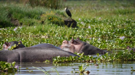 Flusspferde, Lake Naivasha