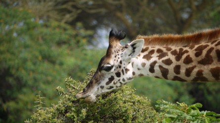 Giraffenpicknick beim Lake Naivasha