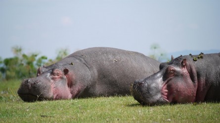 Mittagspause, Lake Naivasha