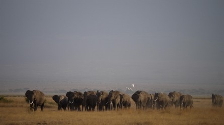 Amboseli Nationalpark