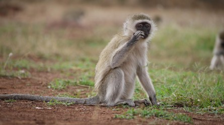 Amboseli Nationalpark