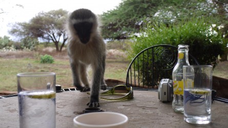 Wer klaut meinen Gin-Tonic?