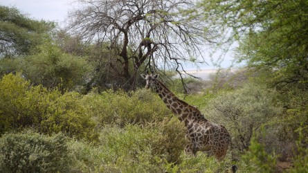 Wer stört? Lake Manyara